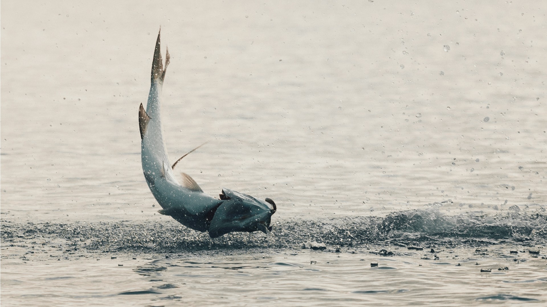 Tarpon jumping out of the water