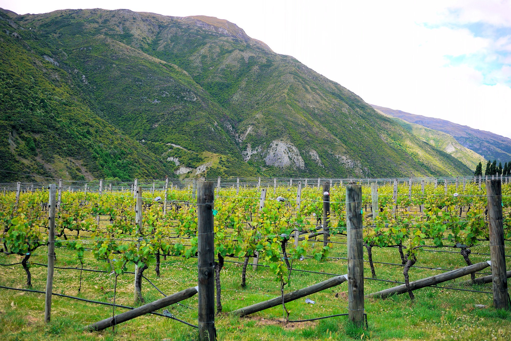 a street lined with stone buildings next to a lush green forest