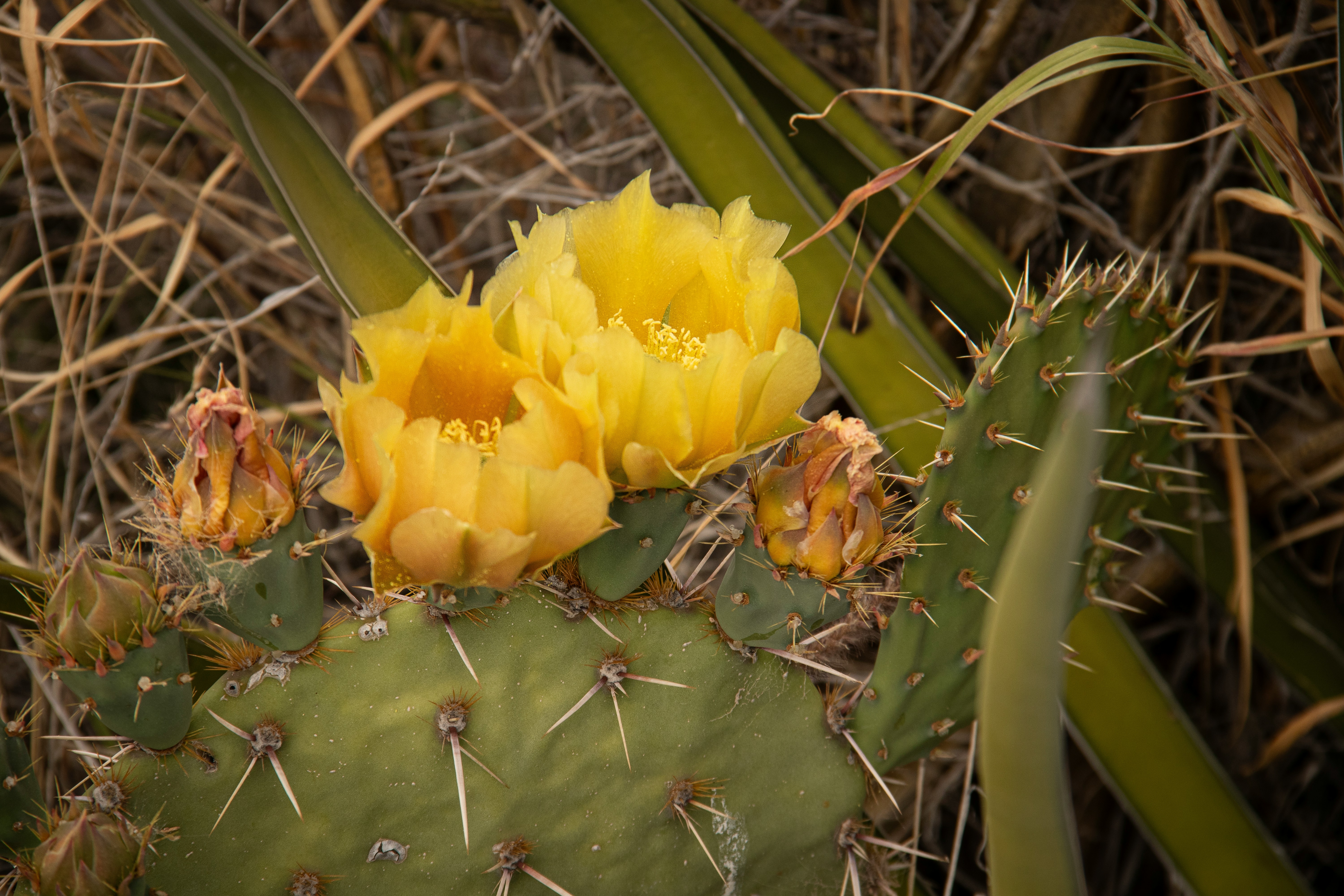 a close up of a cactus with yellow flowers