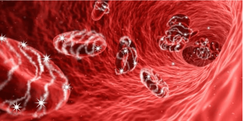 Illustration of excess sugar attaching to red blood cells as they move through a blood vessel.