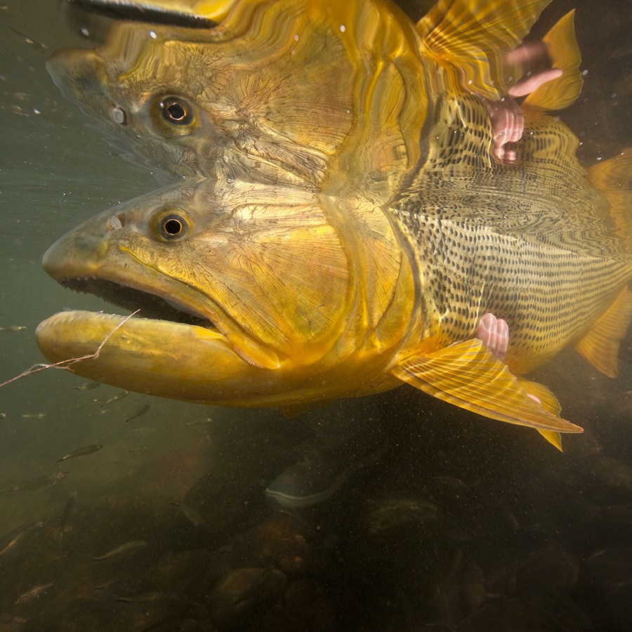 Person, holding a white rose behind his back with one arm on a light blue background
