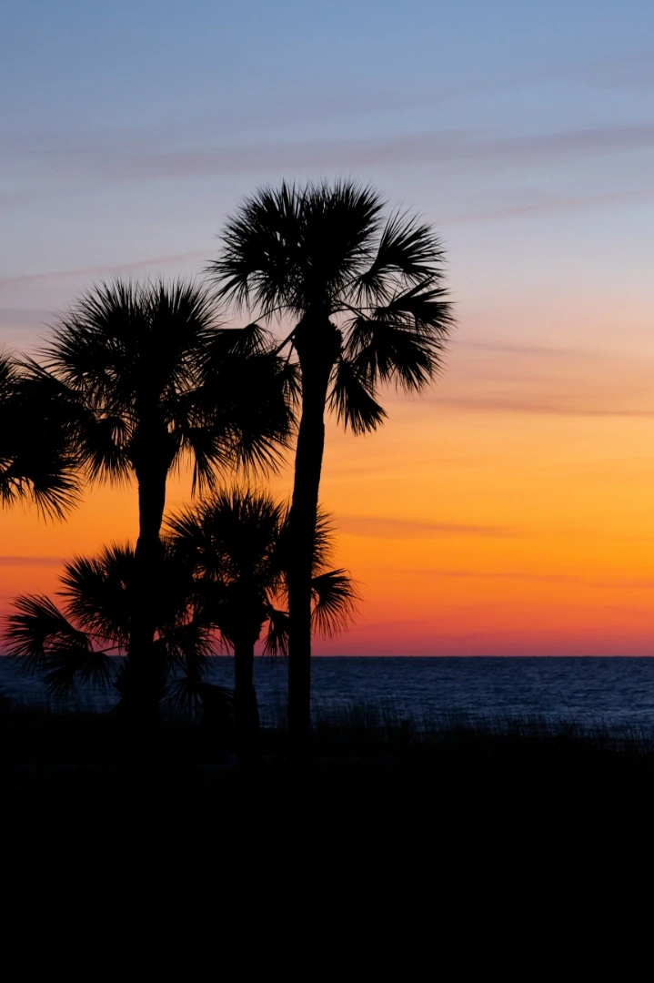 Silhouette of palm trees near Edisto Beach, SC.