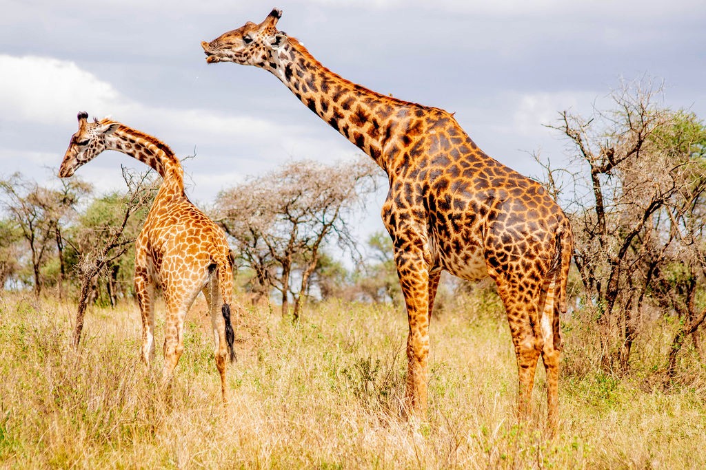 Tanzania Group Safari