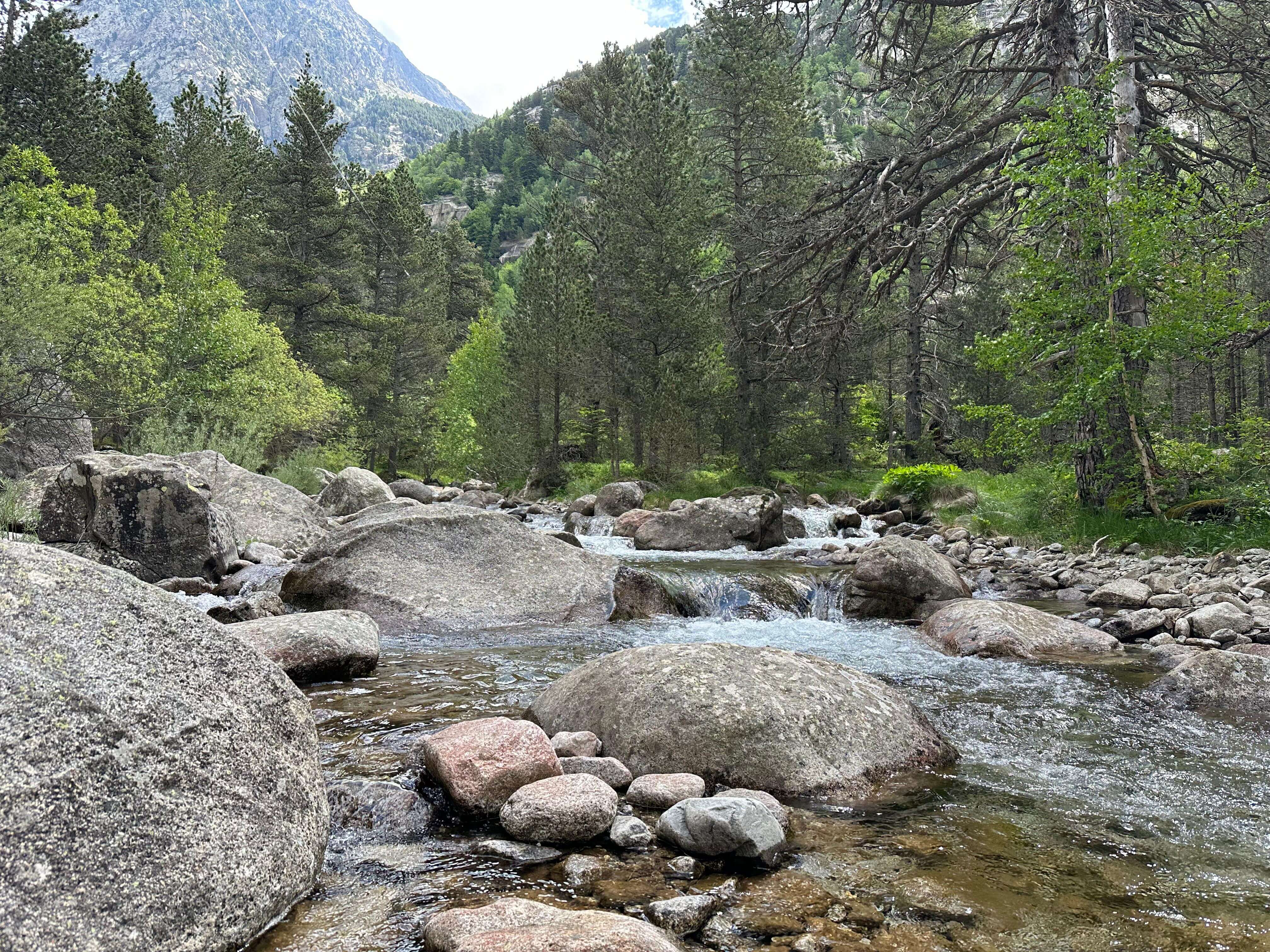 Wild brown trout from a high-mountain creek in the Spanish Pyrenees