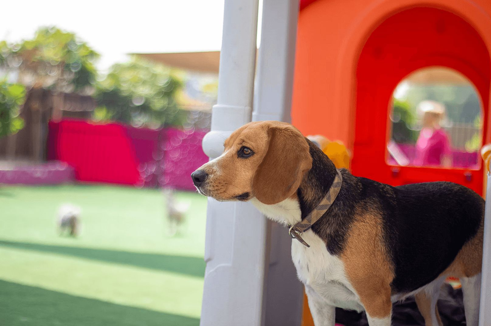 Urban Tails Pet Resort