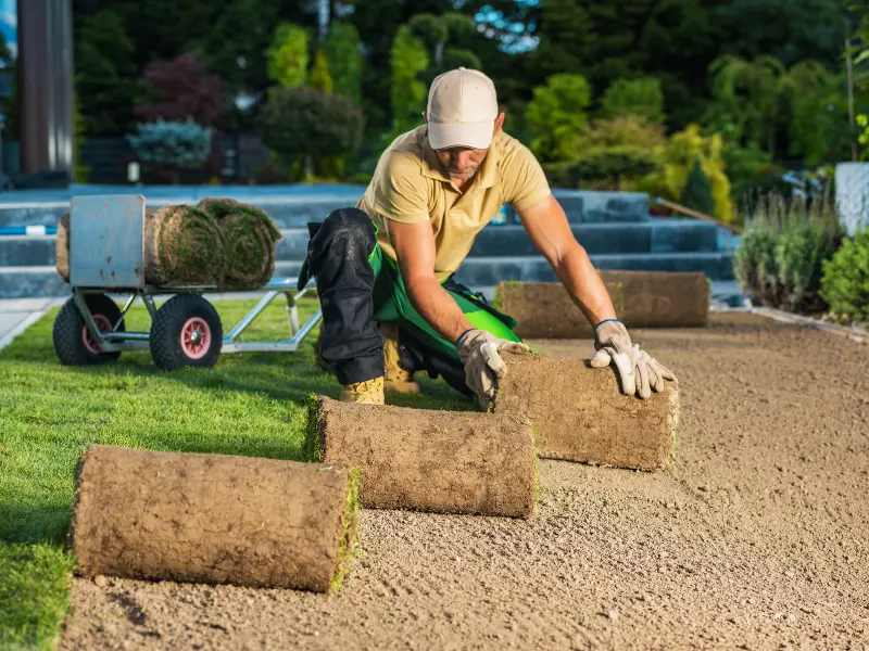 A landscaper laying rolls of fresh turf in a garden