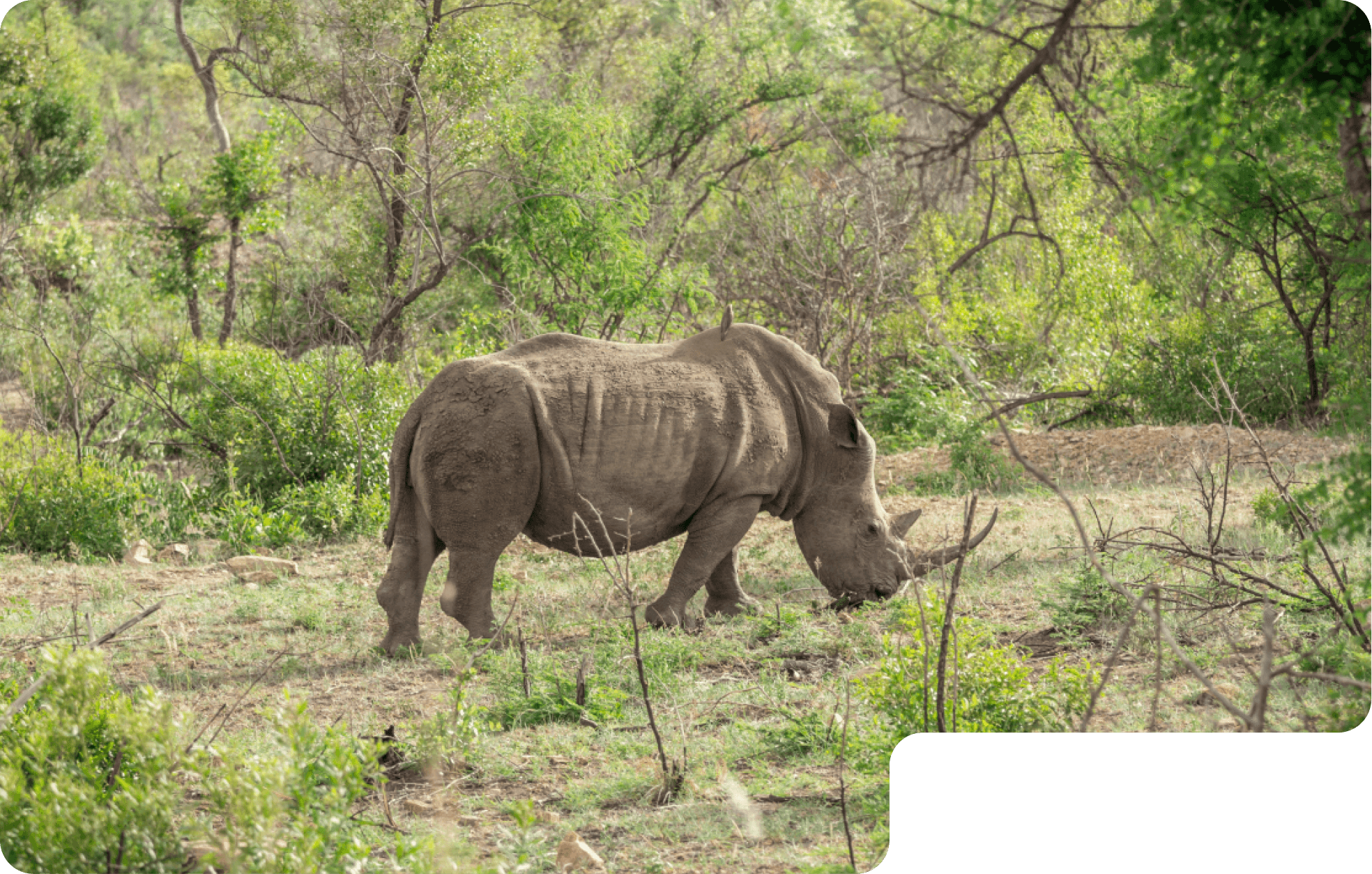 Side view of a Rhino in the grass