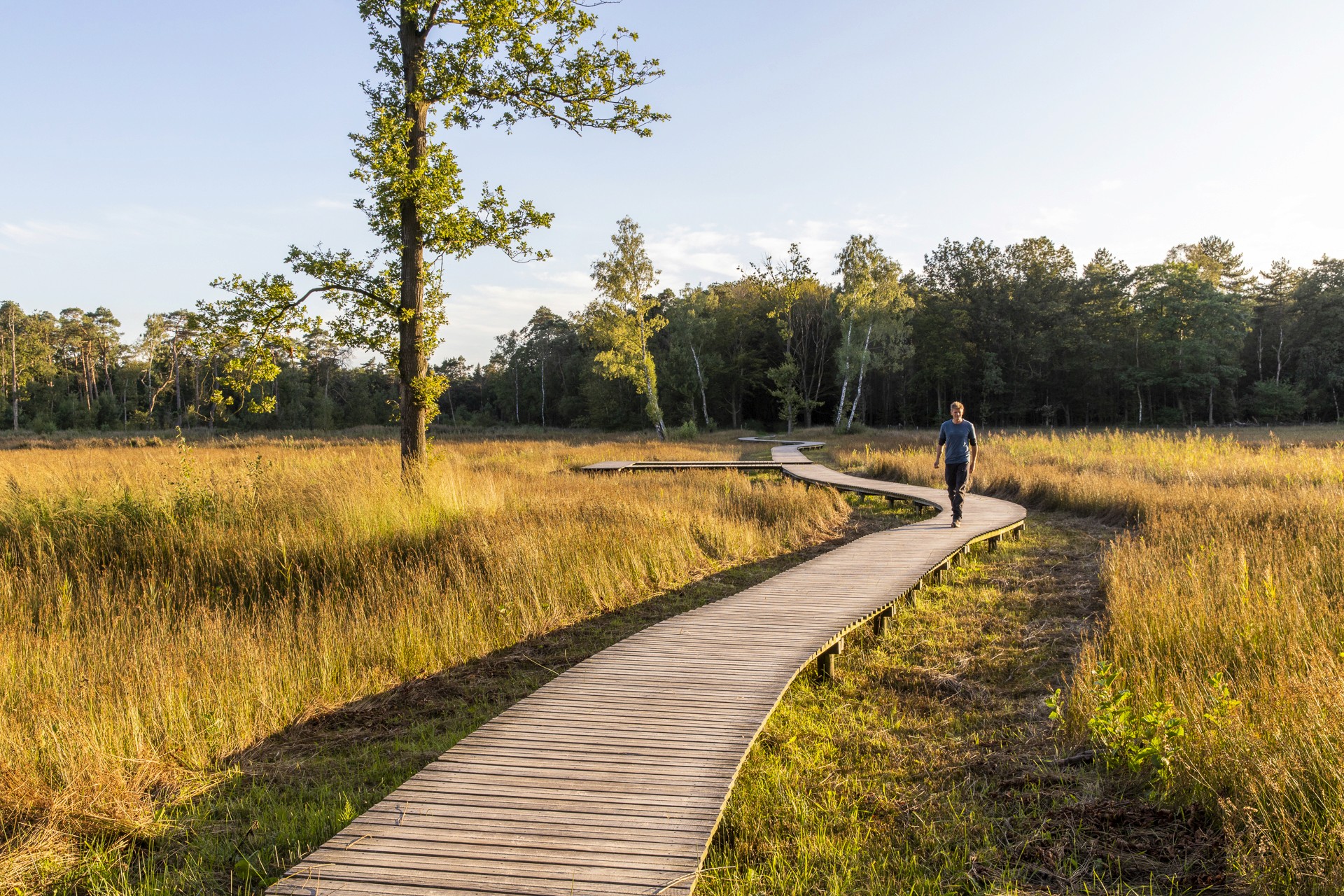 Persoon die over een houten wandelpad in een natuurgebied loopt, omringd door gras en bomen. De lucht is helder en de omgeving is rustig.