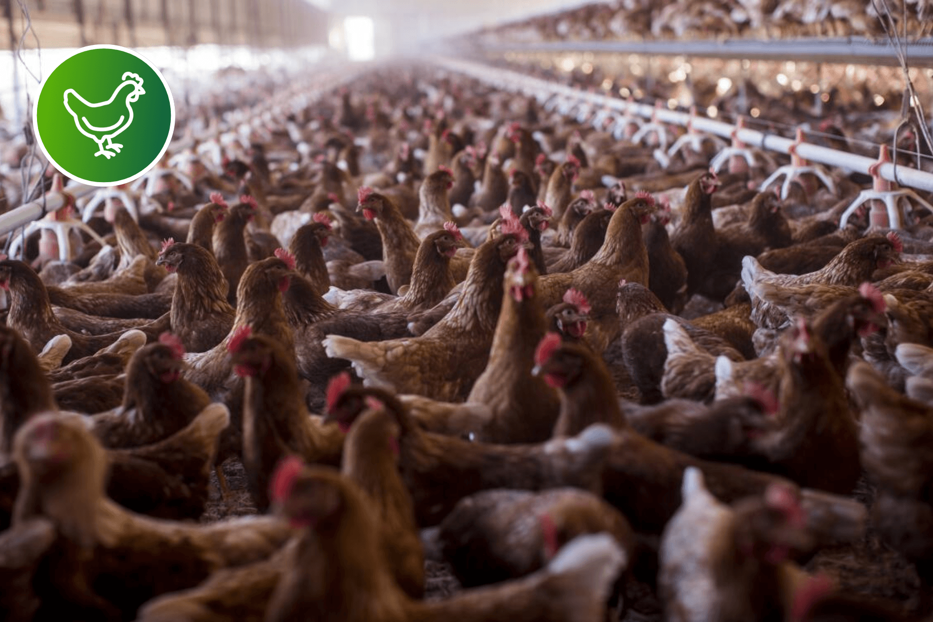 A densely packed barn with commercial egg laying hens