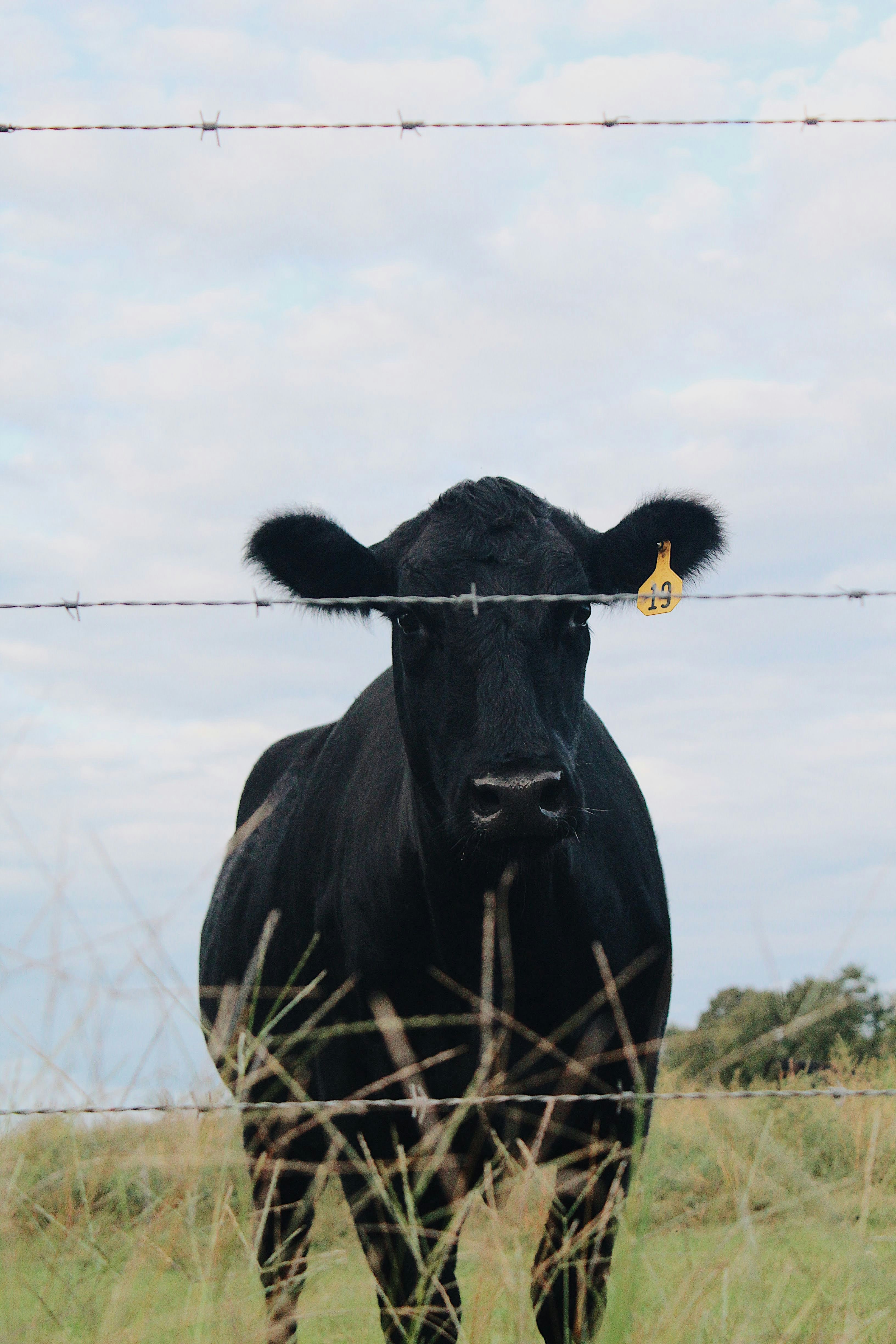 A black cow stands behind a barbed wire fence.