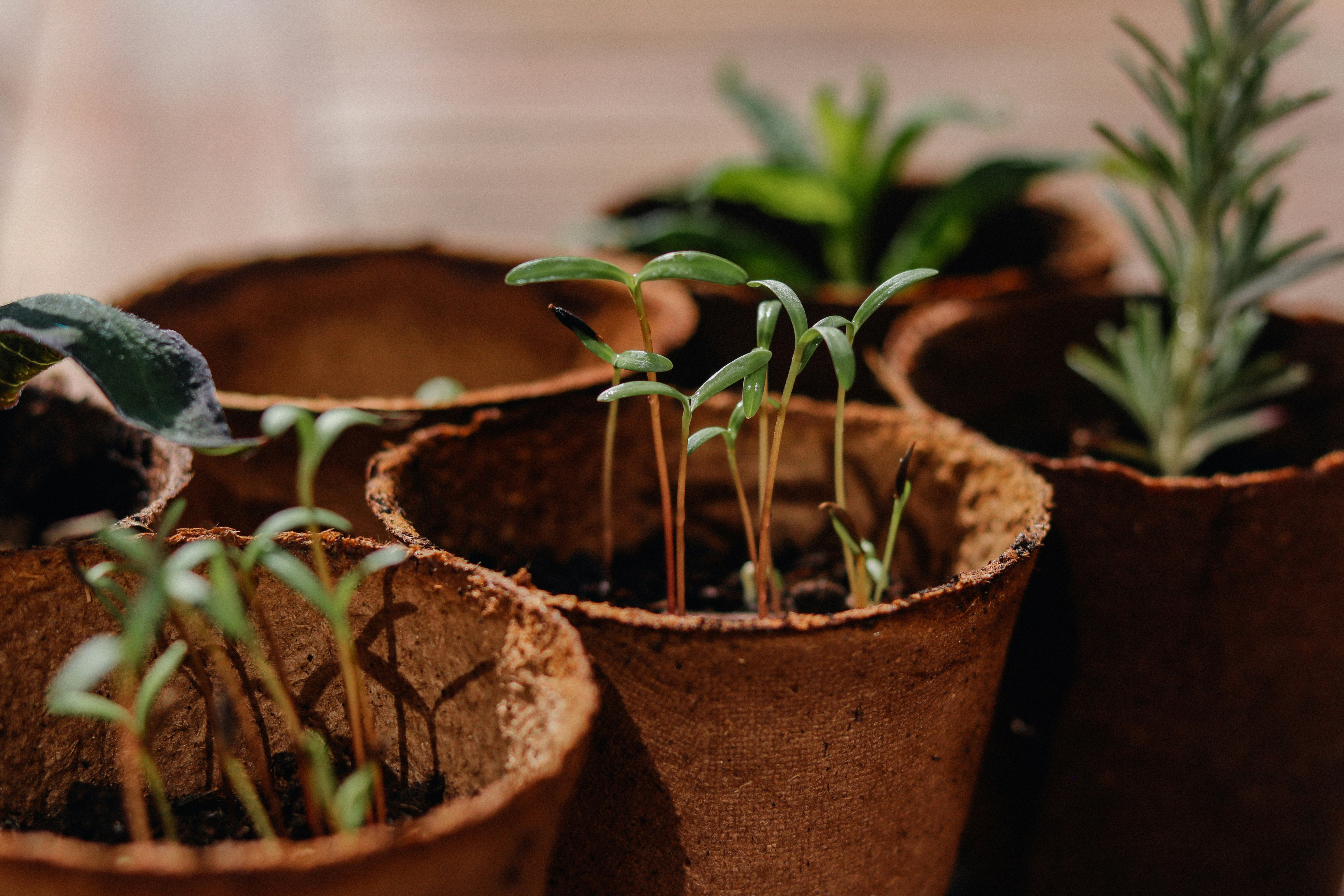 Plants