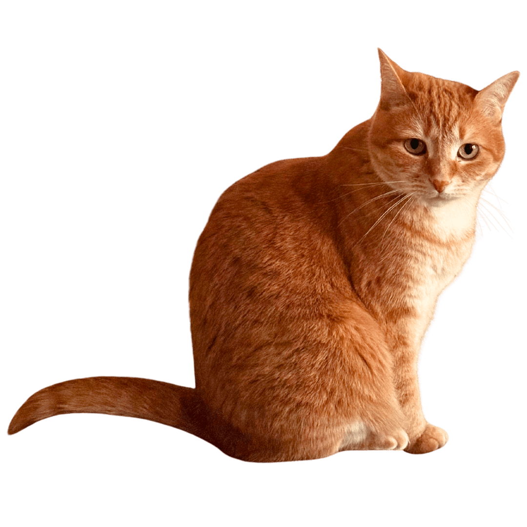 Orange cat sitting