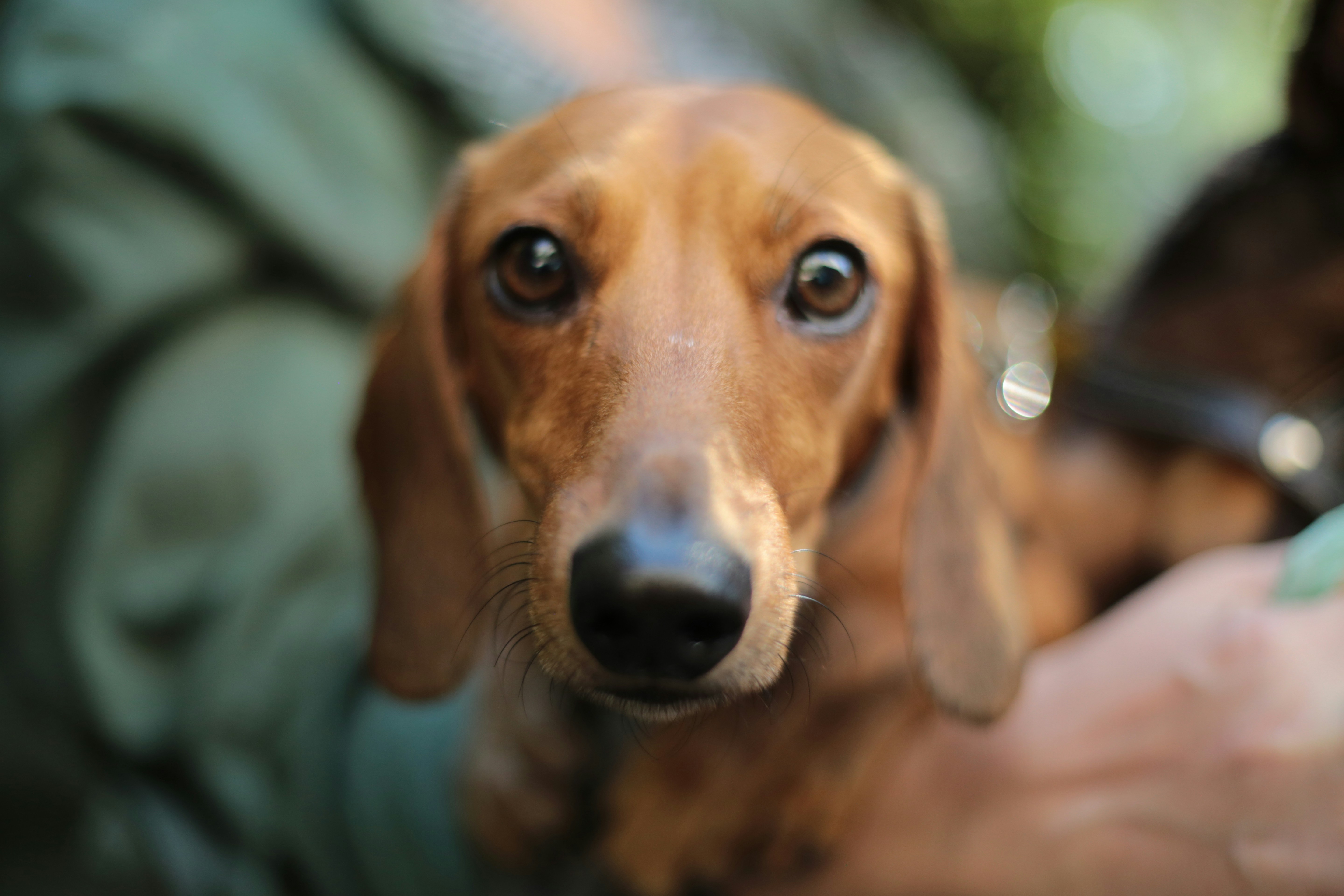 Brown Dachshund with curious eyes, looking directly into the camera