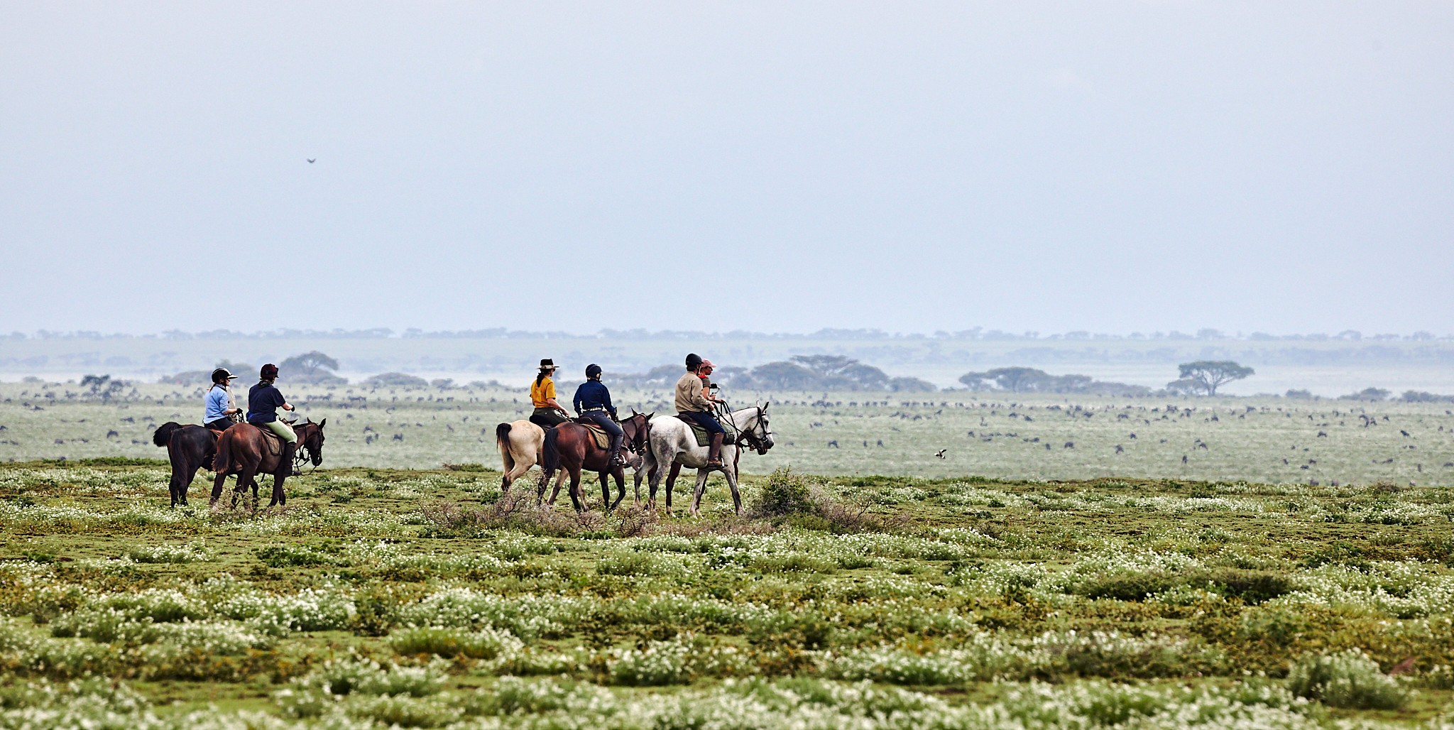 Grupp av ryttare på ridresa i Afrika galopperar över Serengetis vidsträckta slätter medan damm och gnuhjordar rör sig över horisonten under the great migration.