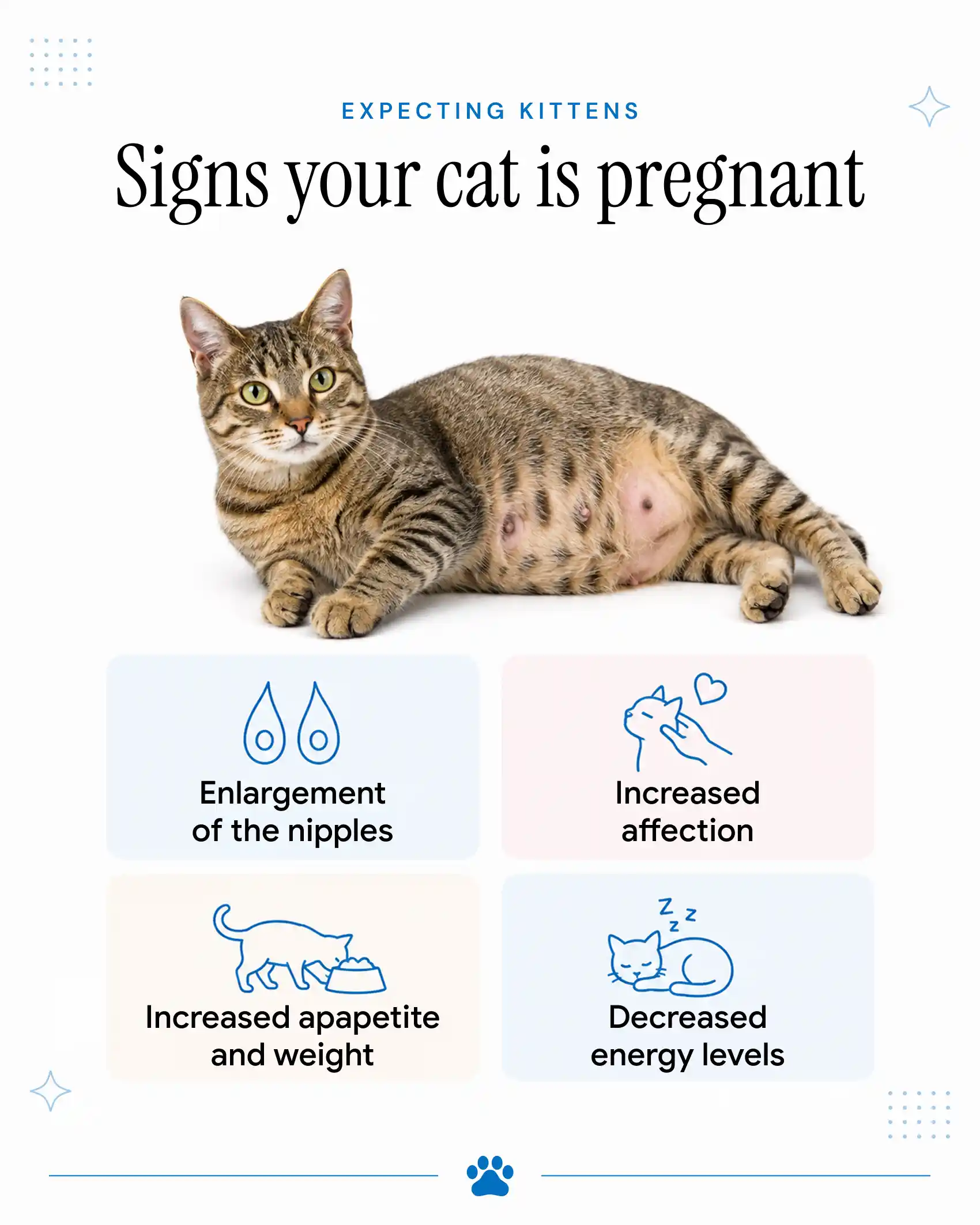 Signs Your Cat Is Pregnant