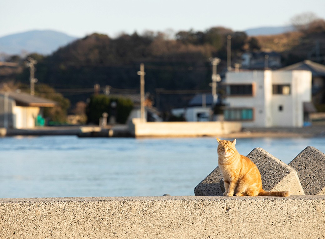 Orange cat sitting on top of a stone wall by the sea
