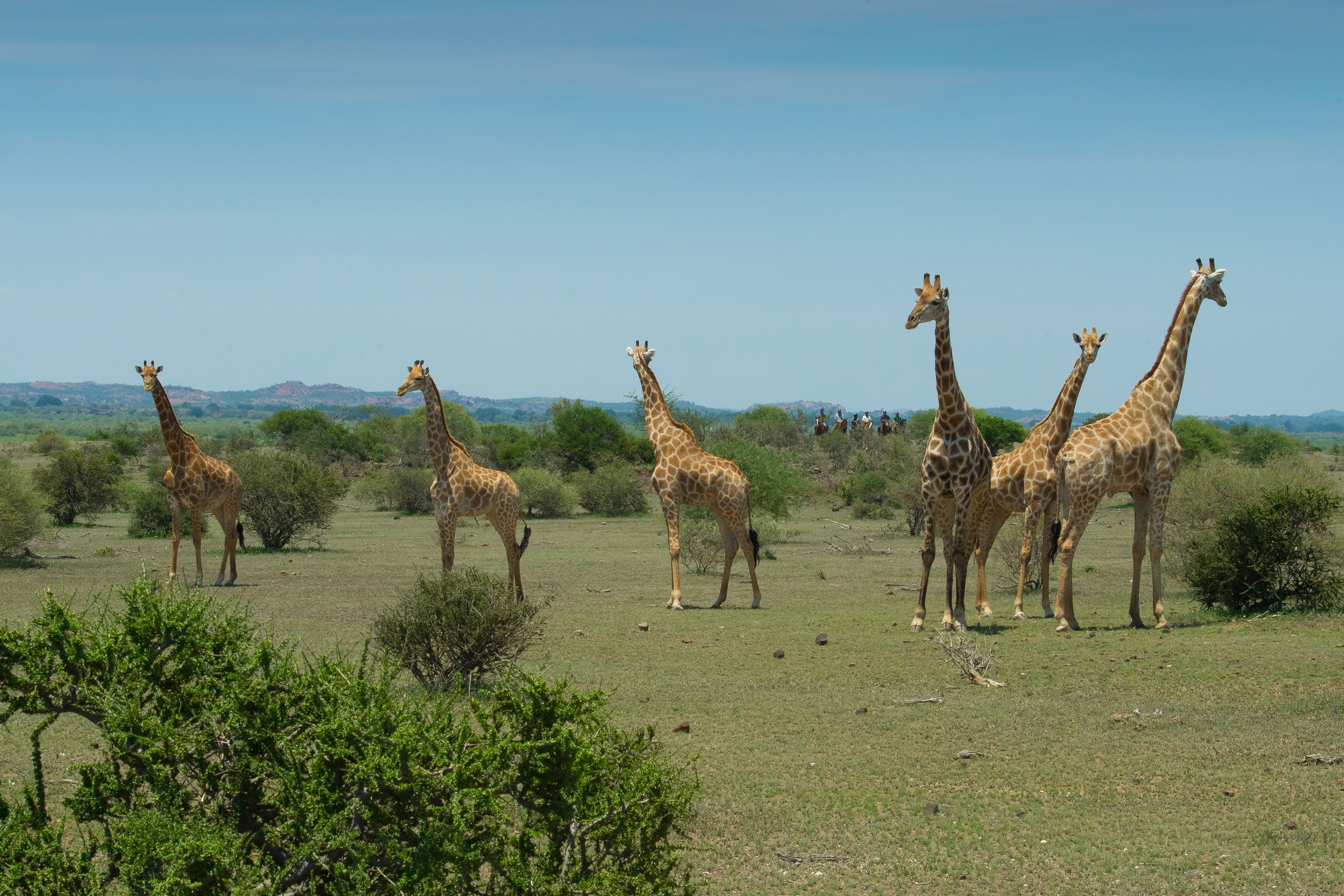 Tuli Safari, Botswana. En grupp giraffer står samlade på öppna slätter med ryttare i bakgrunden. Ridsafari i Mashatu bjuder på närkontakt med vilda djur i naturlig miljö.