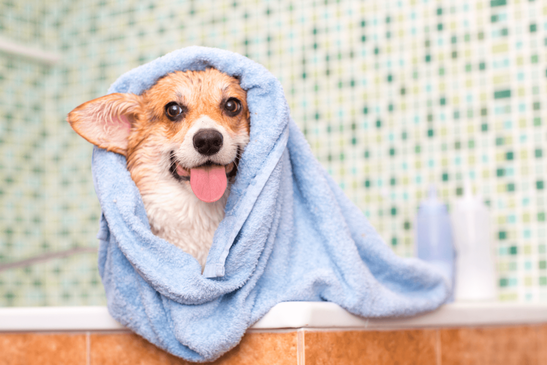 Service Showcase: From Basic Baths to Breed-Specific Styles