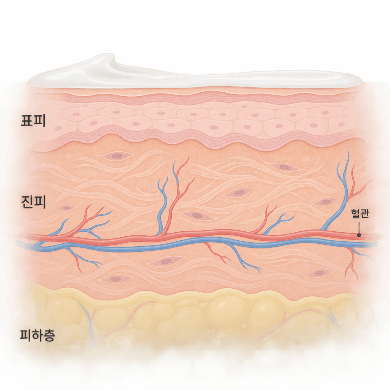 피부 겉에 바른 성분이 표피와 진피를 지나 혈관까지 닿는 양은 성분마다 달라요