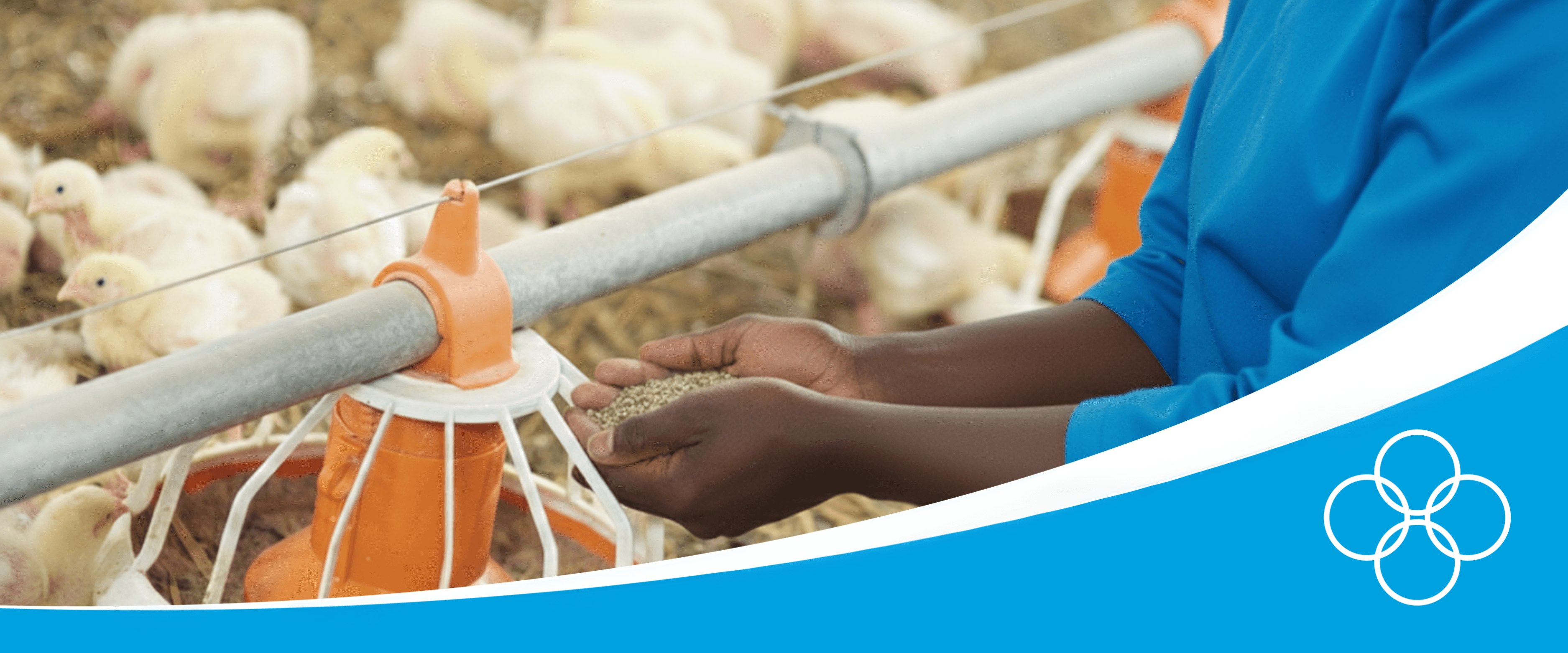 Broiler farm