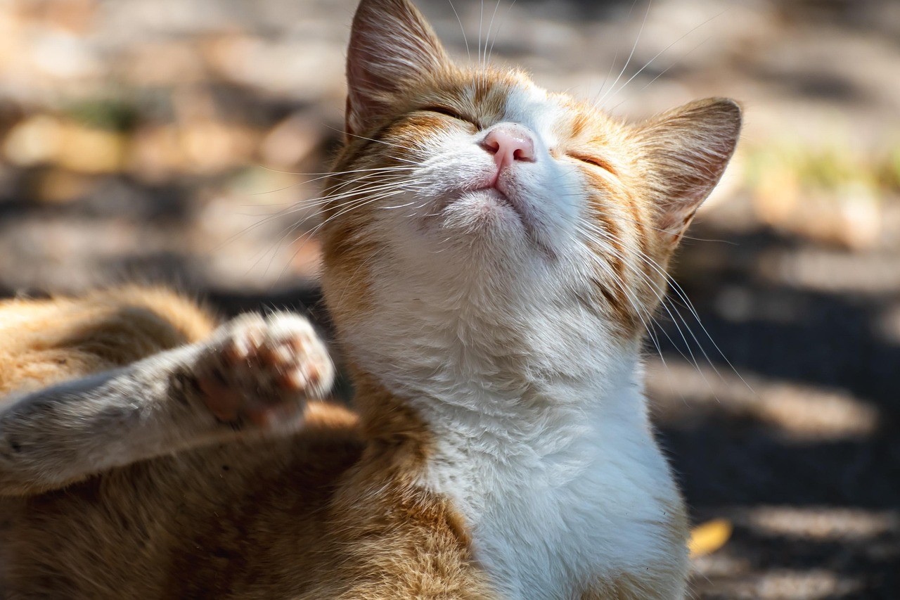 An orange cat is scratching itself due to allergies.