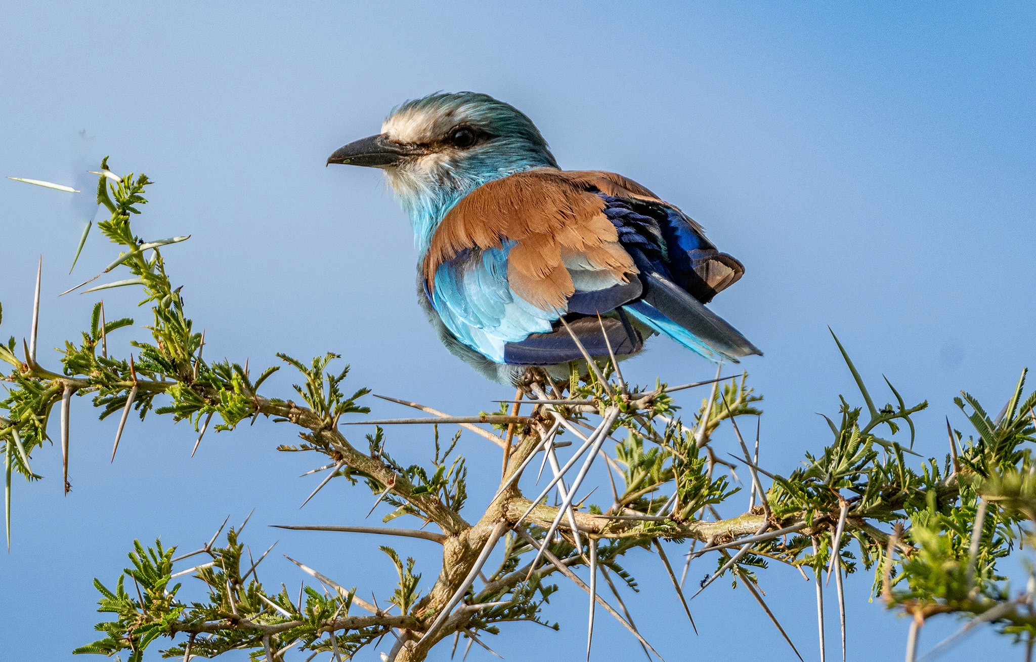 An abyssinian roller surveying the Kidepo Plains.