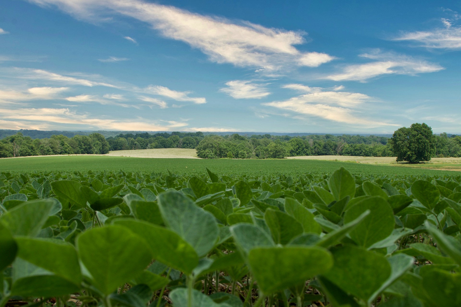Indiana Farmland