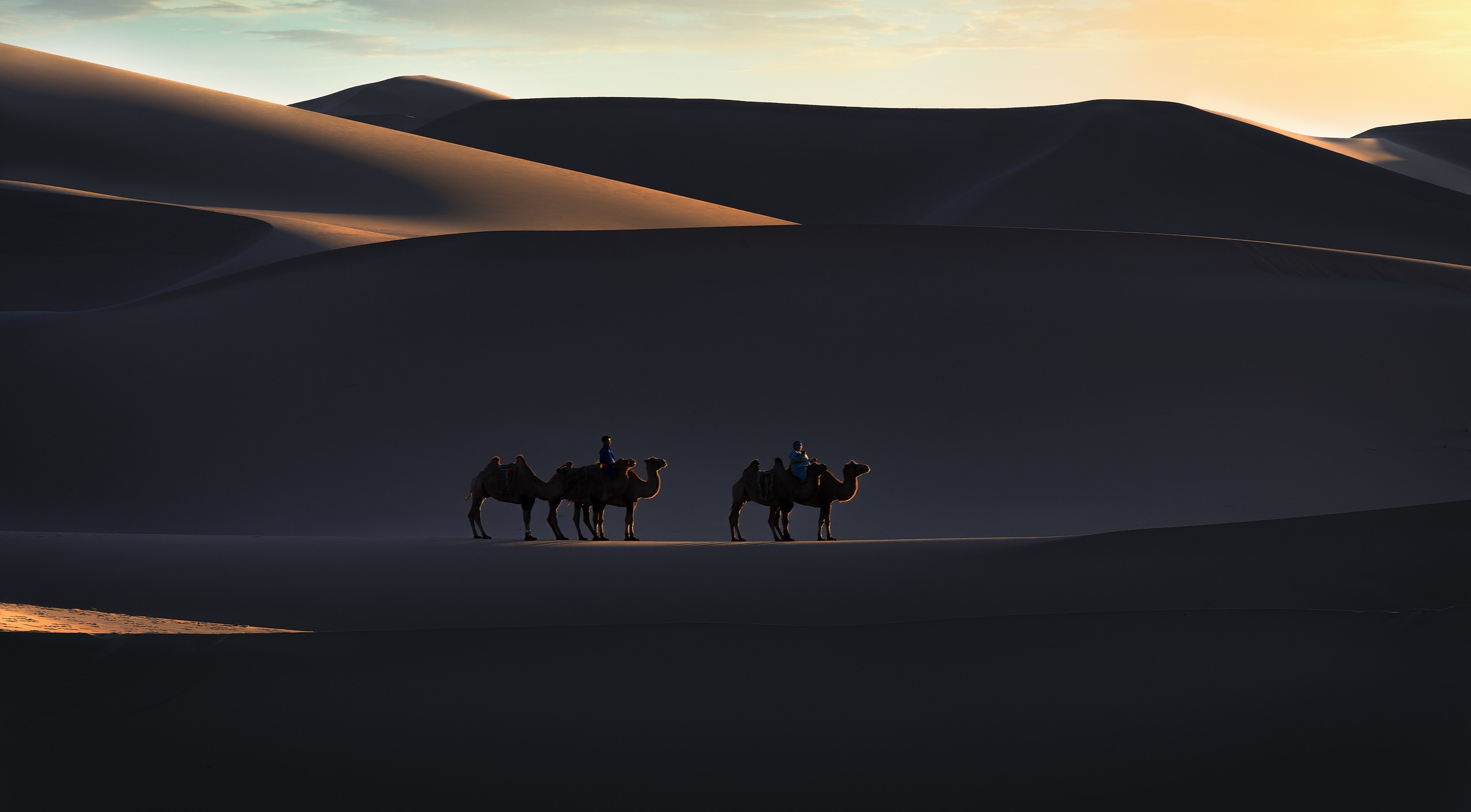 Camellos en las dunas del desierto del Gobi en Mongolia, durante un viaje de Namaste Photo Tours.