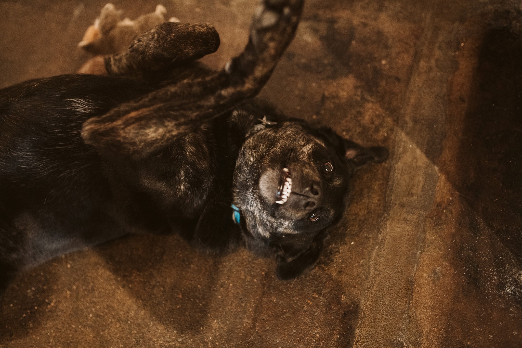 Etta dog rolling over