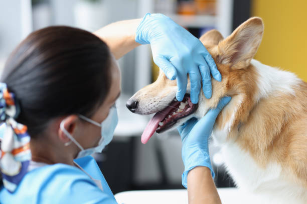 A veterinarian checking on a dog before performing a dental cleaning procedure