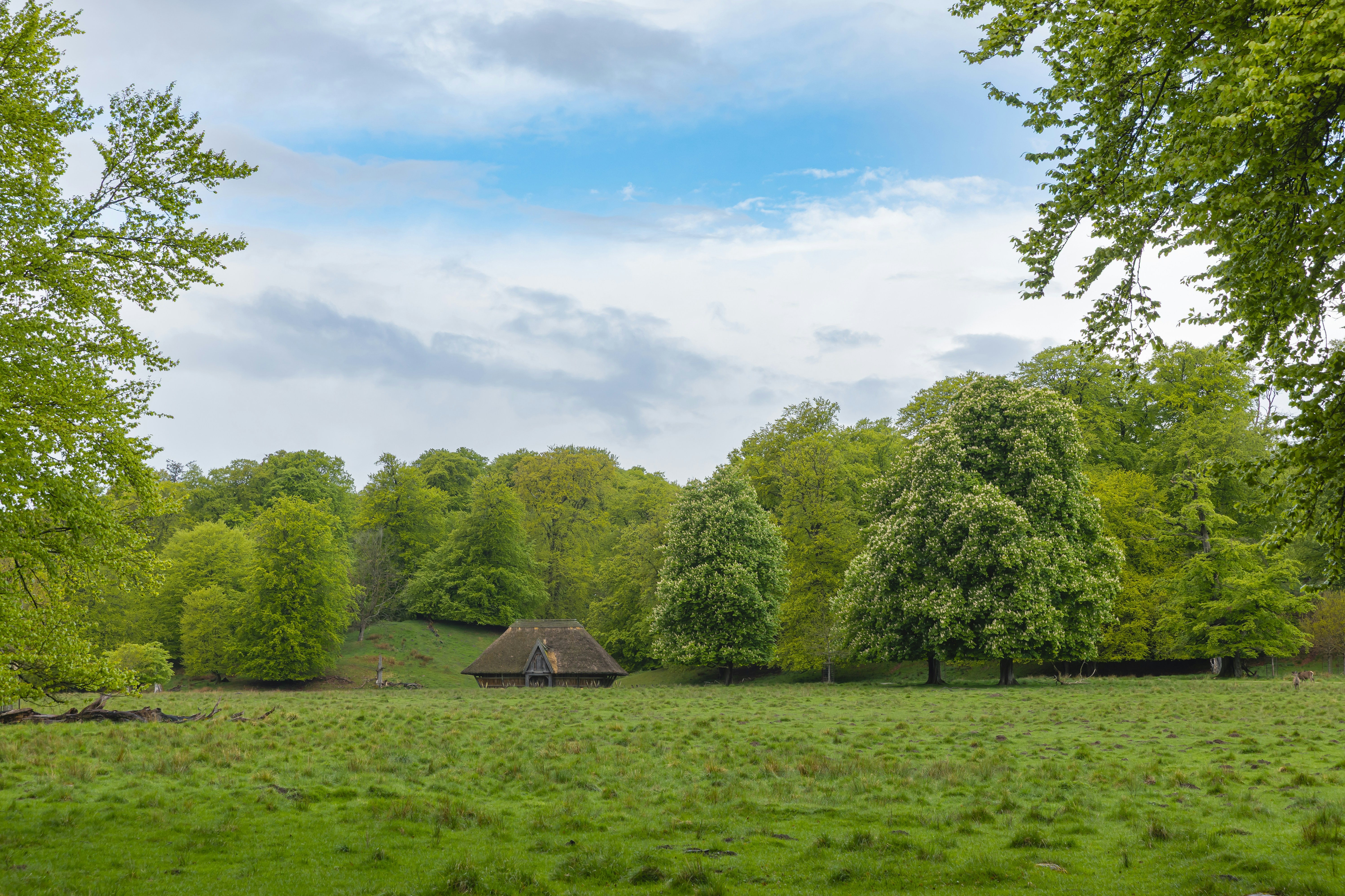 Tree cutting company in Maine
