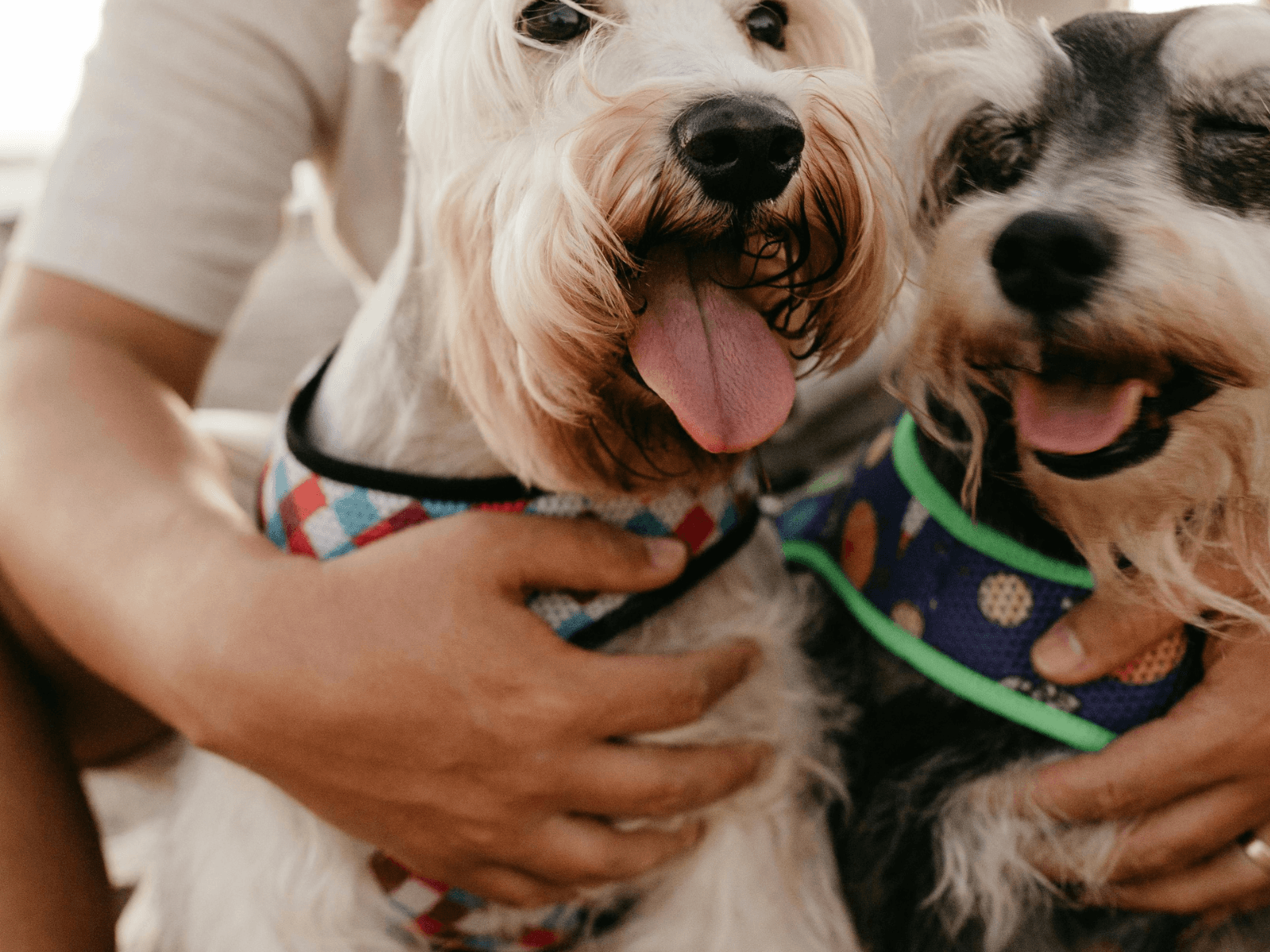 Lovet Pet App