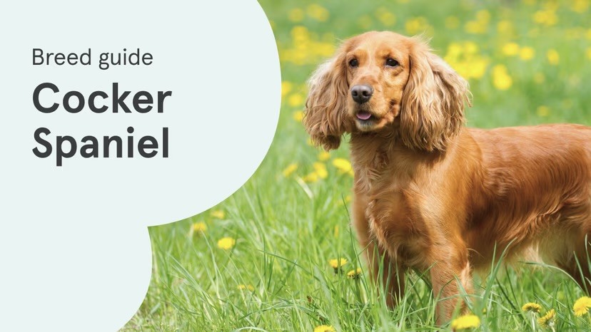 A golden Cocker Spaniel stands in a flower-filled meadow, alongside a "Breed guide: Cocker Spaniel" text graphic on a pale green background.