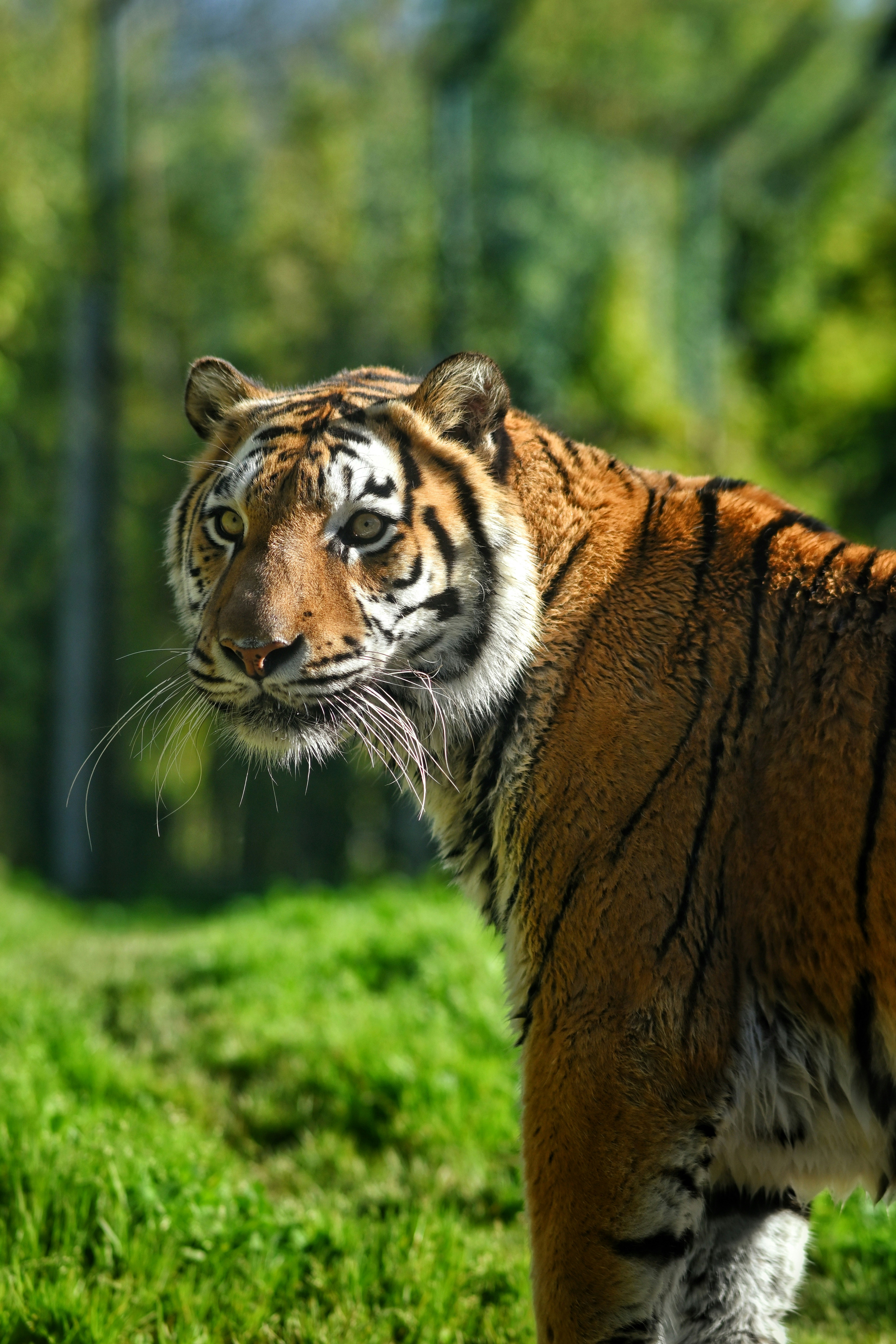 A beautiful tiger standing in its habitat.