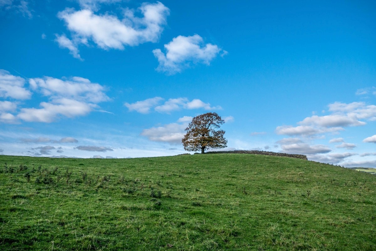 a lone tree sitting on top of a lush green hillside