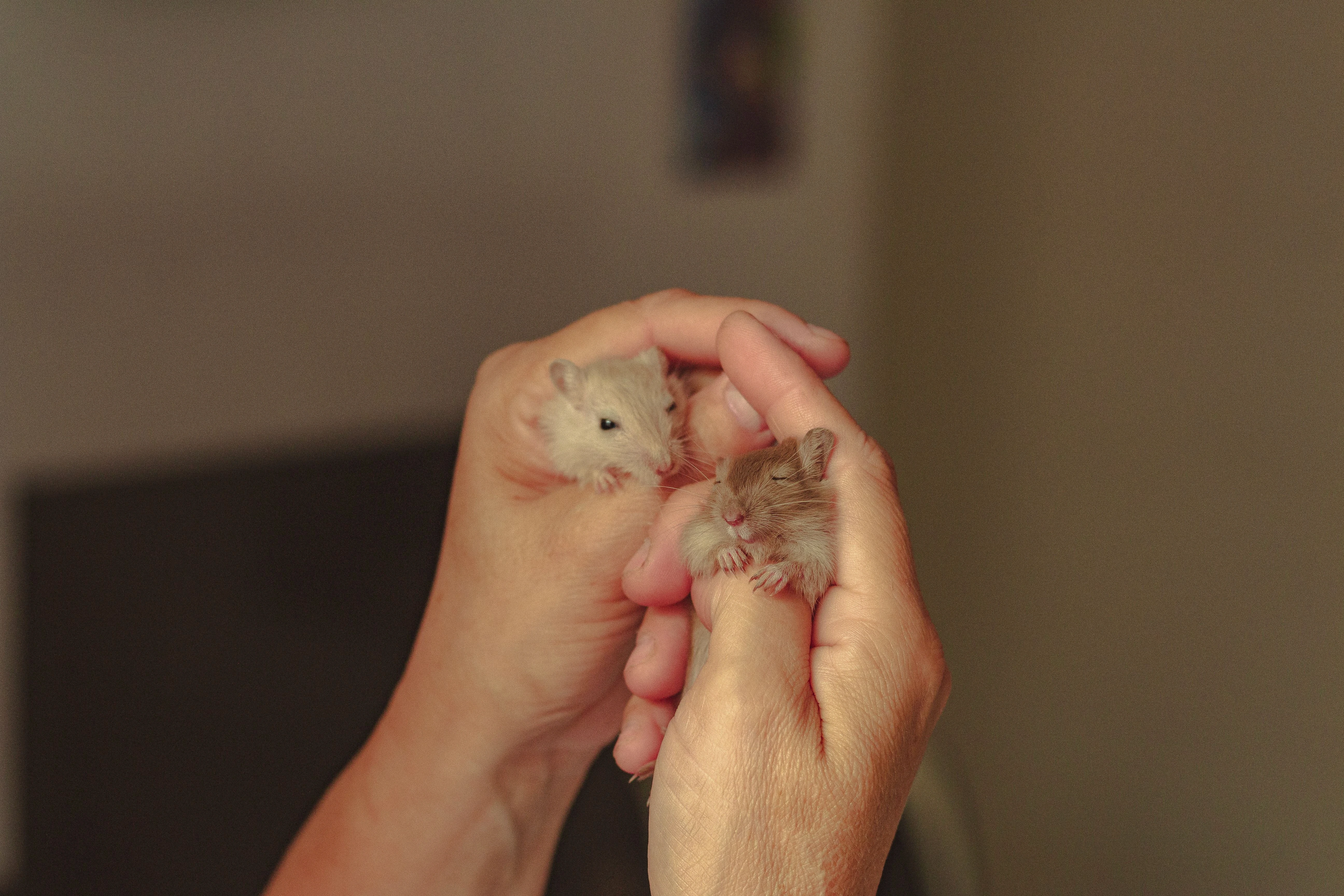 holding hamsters in hand