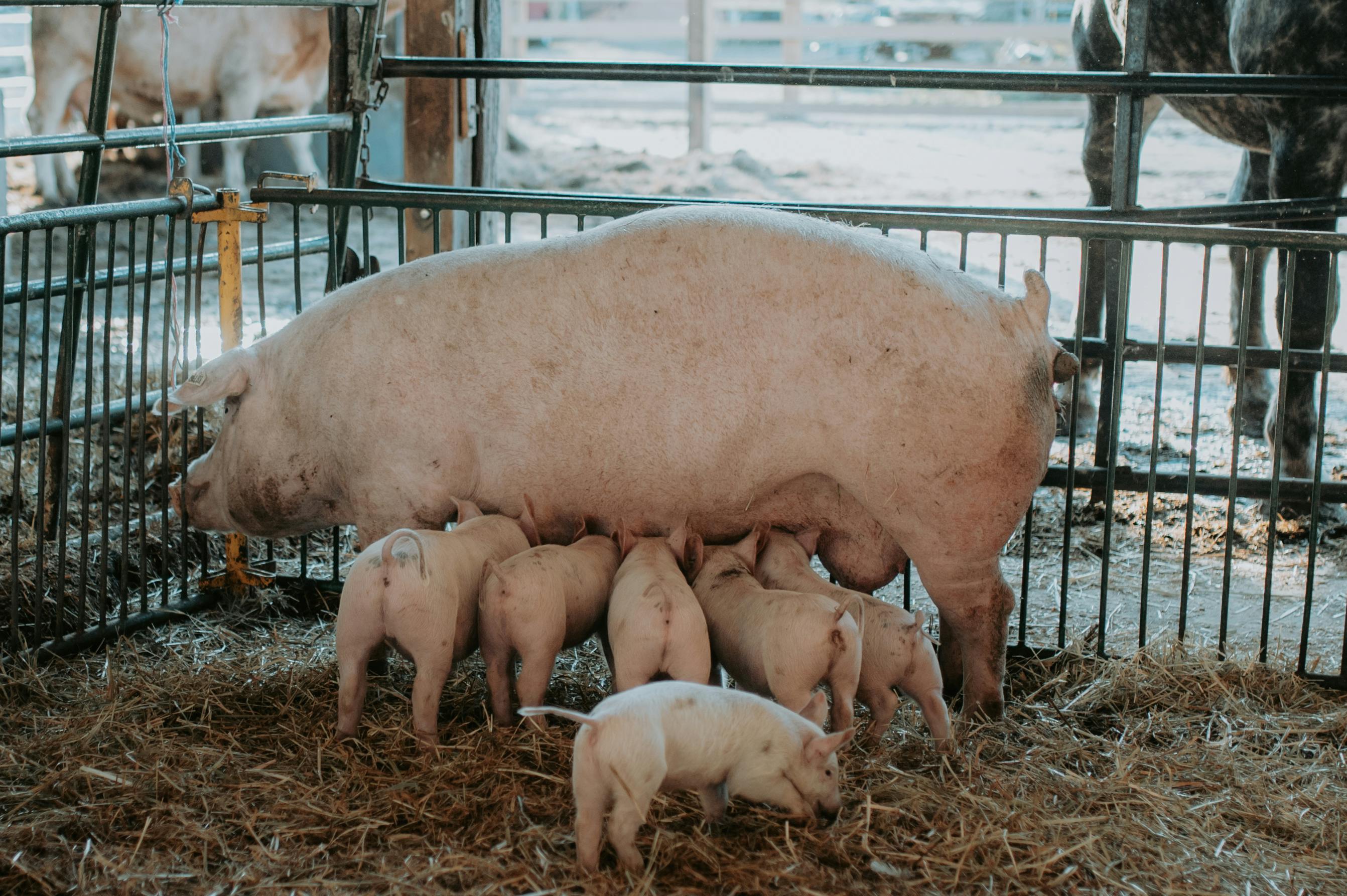 Qué es el rumen y cómo funciona la digestión en bovinos