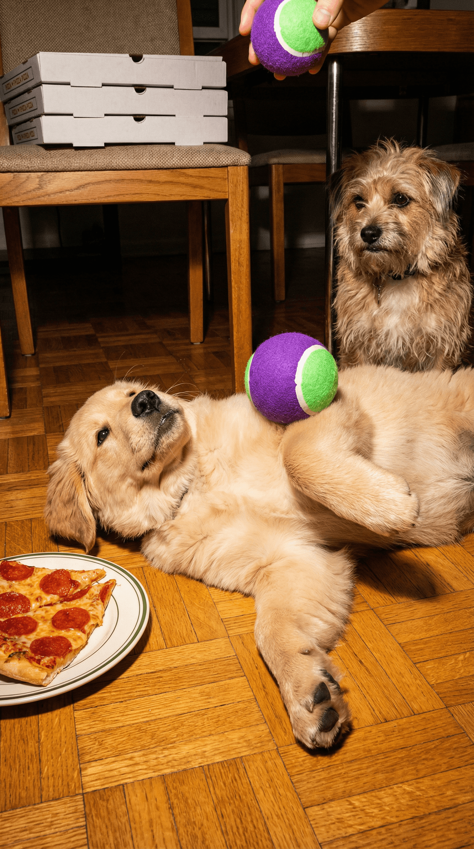 Golden puppy lying on the floor with a tennis ball while pizza sits nearby in a playful scene