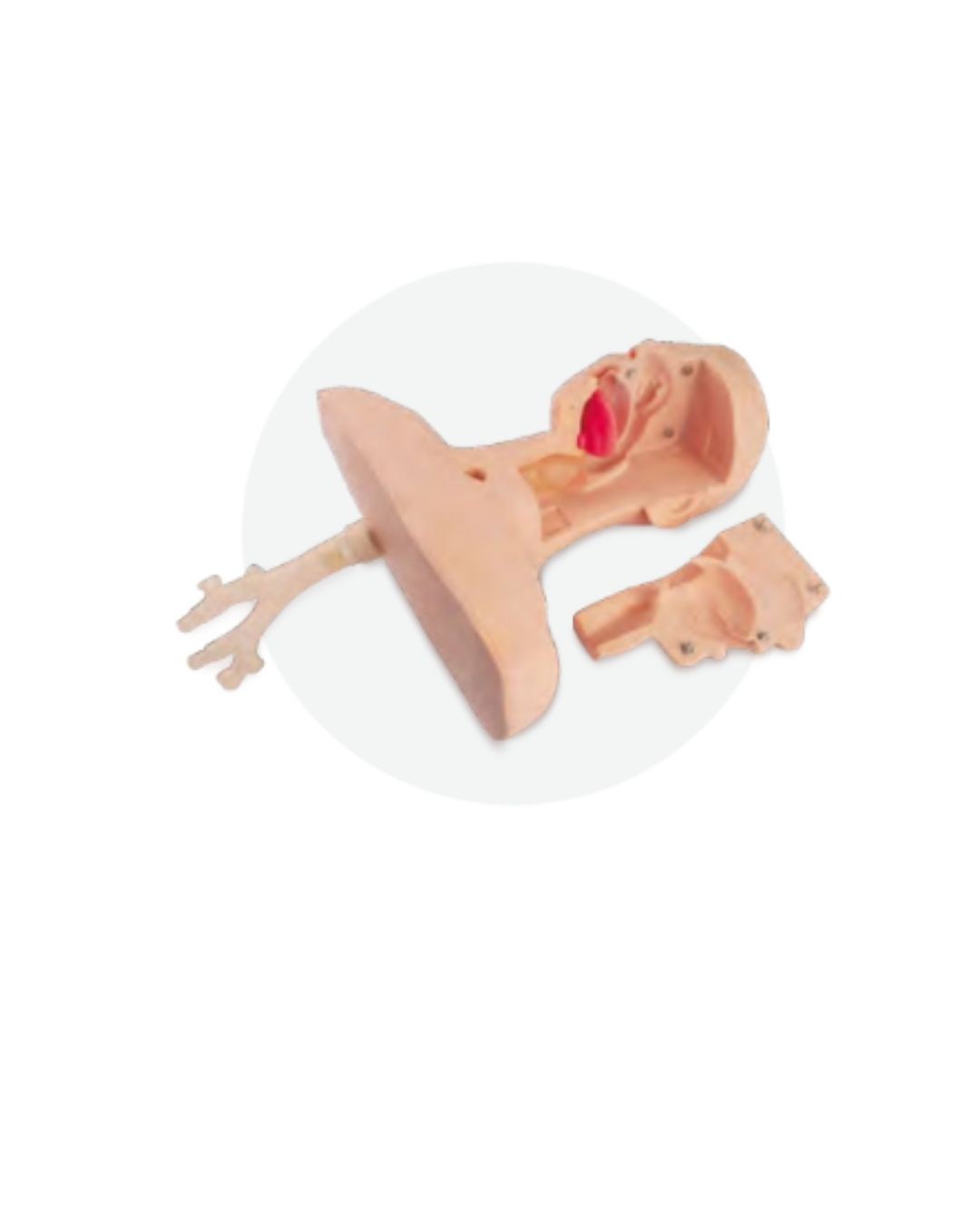 Sputum Suction Model