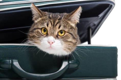 How do you travel by car with a cat