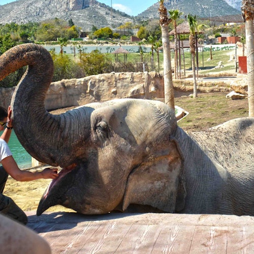 Un elefante yace en el suelo, levantando su trompa, mientras una persona vestida de blanco y marrón se arrodilla a su lado en el recinto de un zoológico.