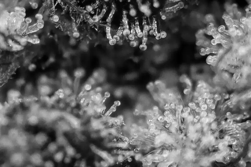 closeup of cannabis flower
