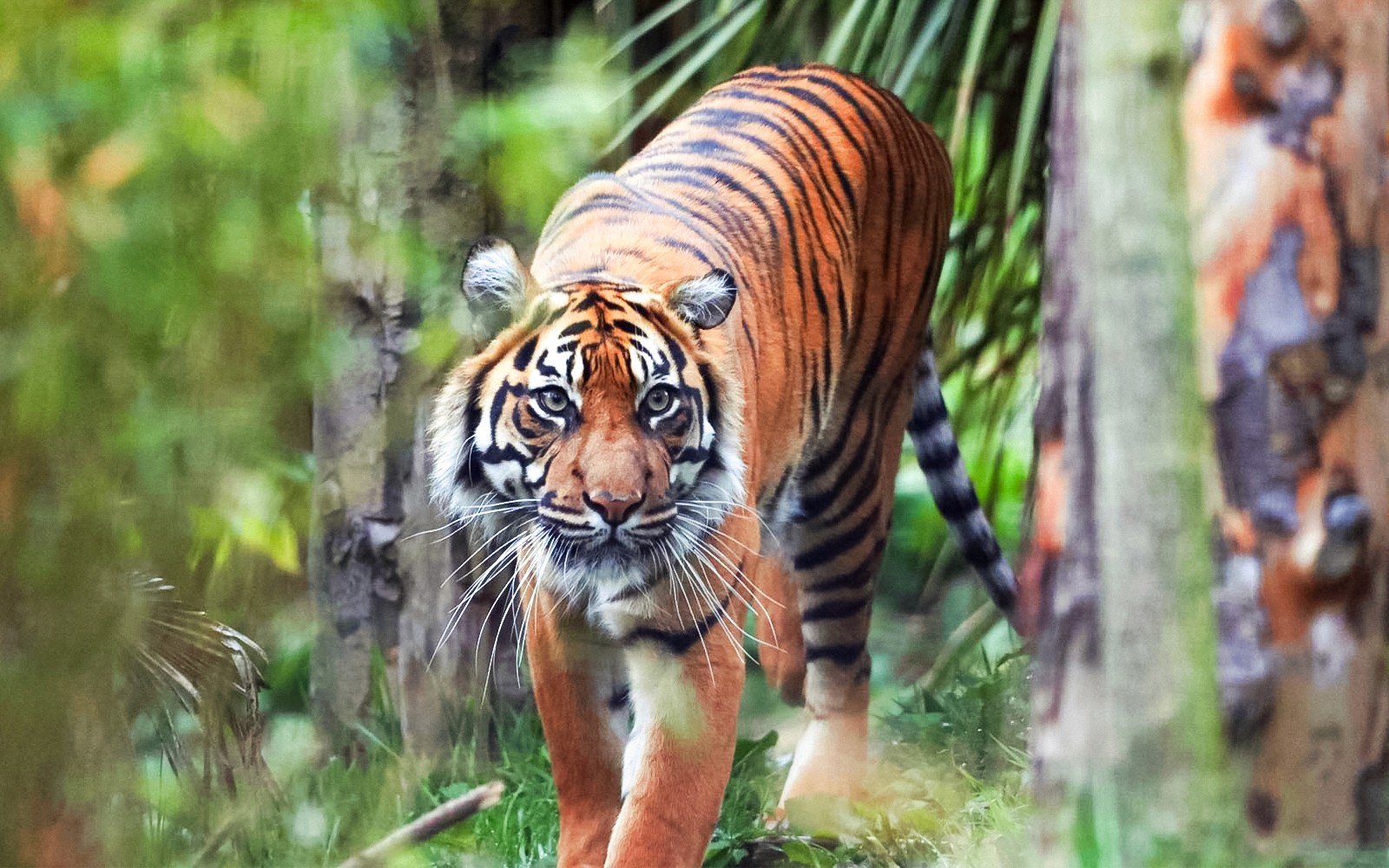 Sumatran tiger resting on a rock at Edinburgh Zoo, showcasing its distinctive striped coat.