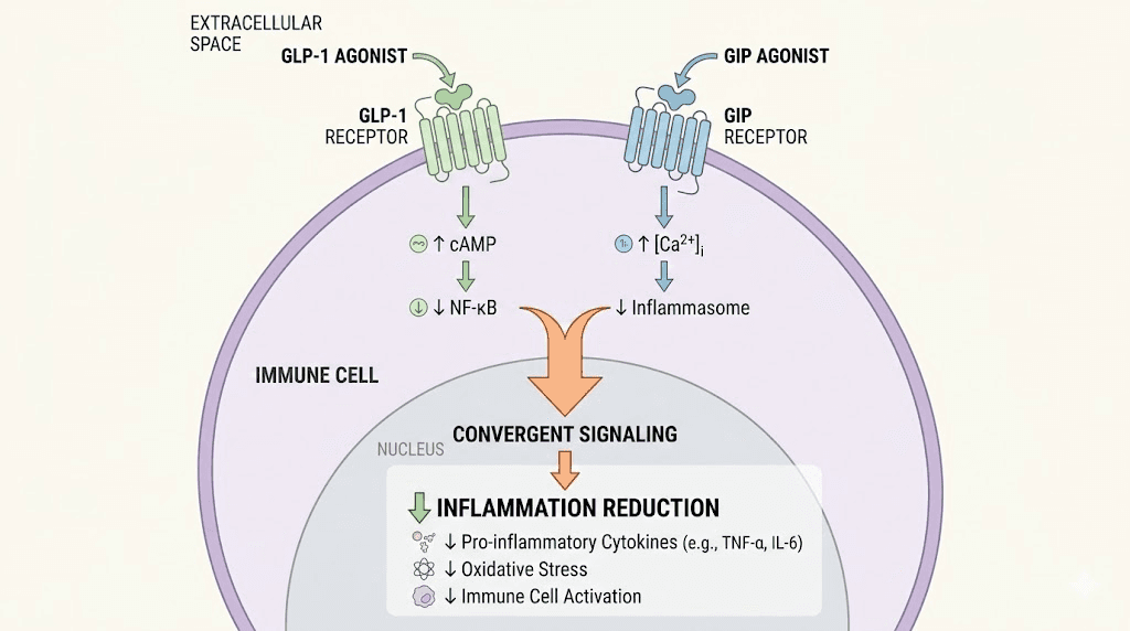 Tirzepatide dual GLP-1 GIP receptor anti-inflammatory mechanism diagram