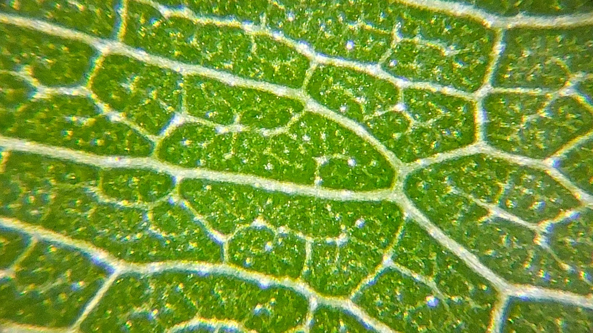 Close-up of a green leaf showing its texture and veins with details.