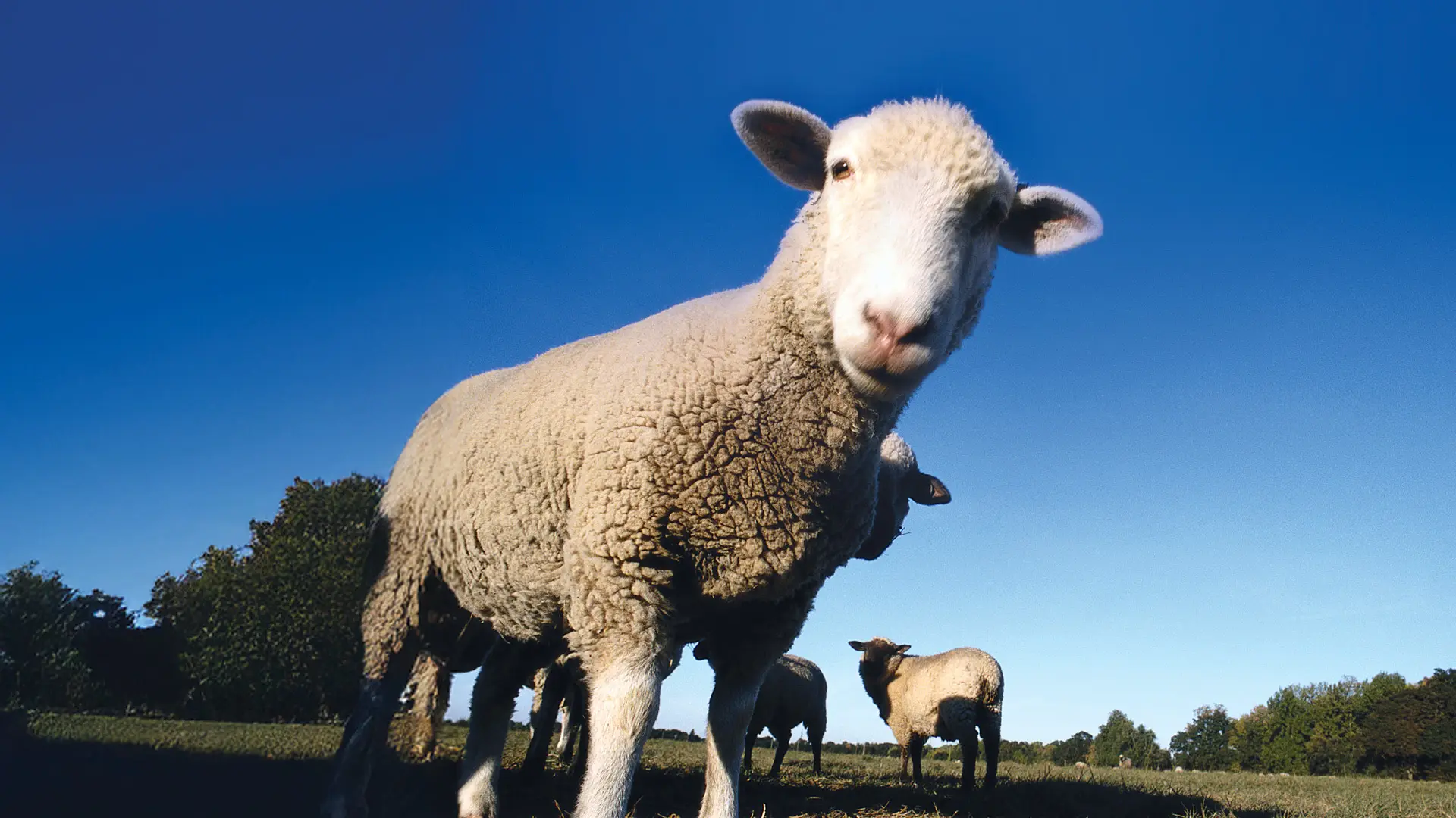 Sherpas guiding climbers up a mountain