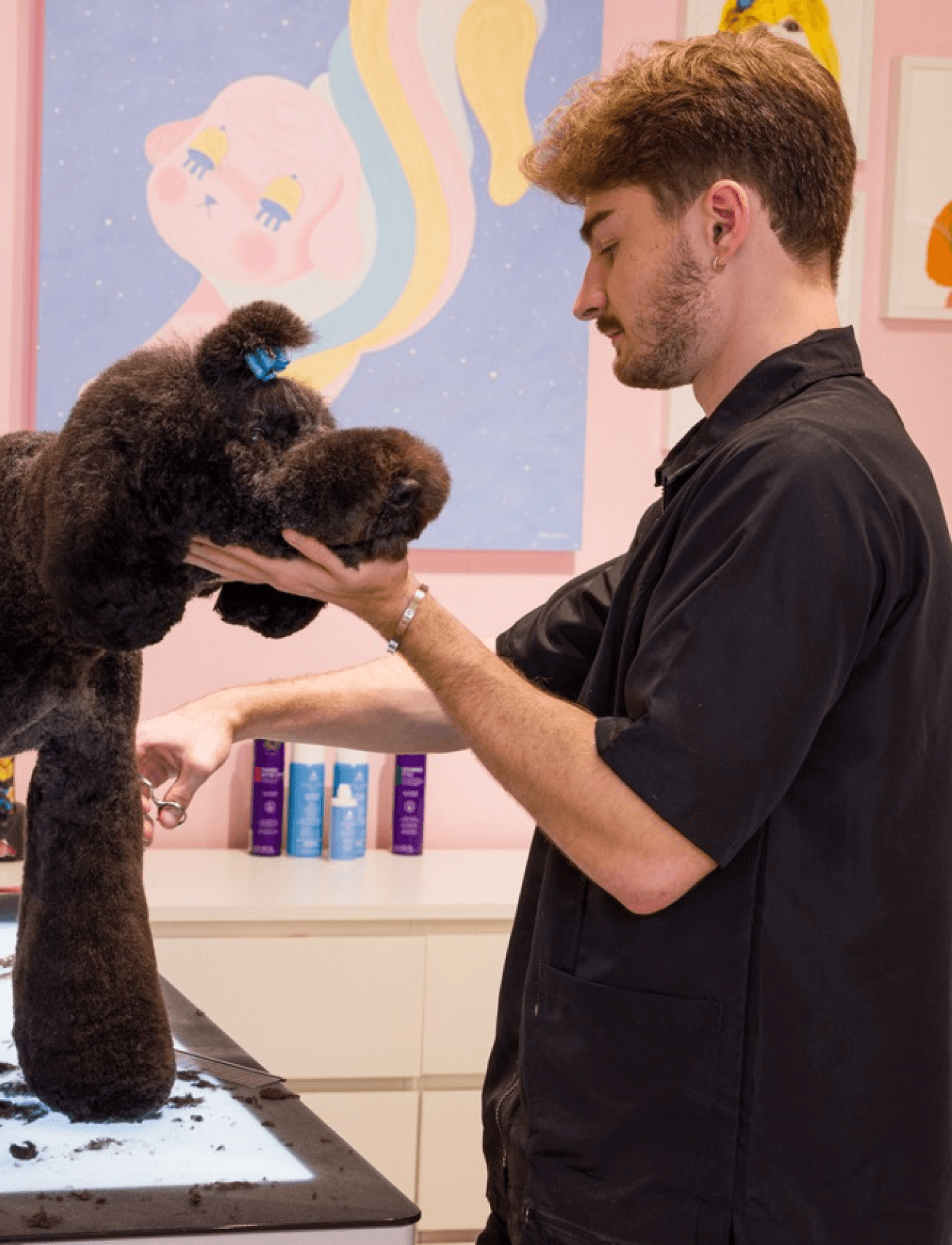 Logan Rago styling a white poodle with colorful details under a neon rainbow light to highlight creativity, fun, and artistic grooming expression.