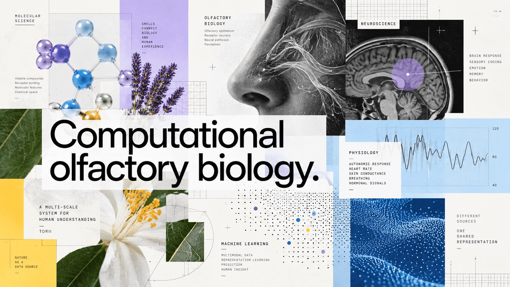 Collage of a molecular model, lavender, olfactory nerves, a brain scan and physiology data, headed Computational olfactory biology