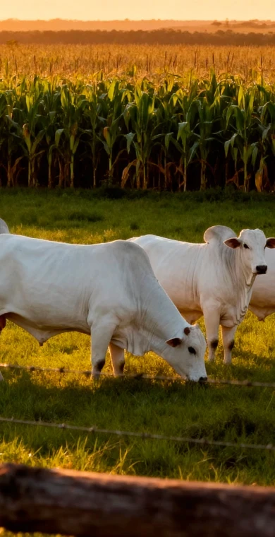 bois no pasto e plantação ao fundo