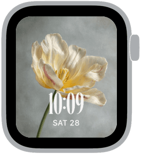 spring tulips Apple Watch face preview 2 featuring floral, watercolor, and spring.
